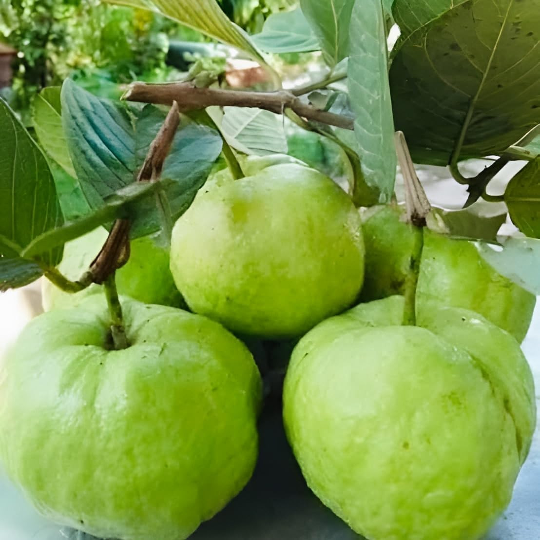Sweet Guava Fruits
